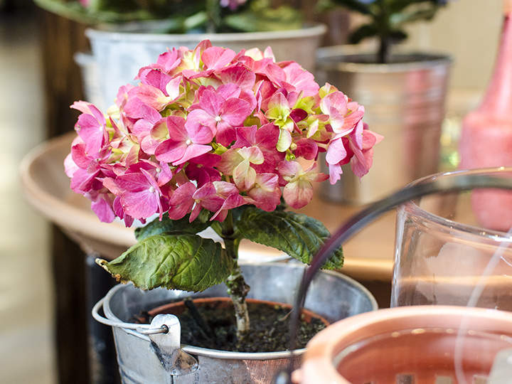 Eine leuchtend rosa Hortensie in voller Blüte ist in einen Metalltopf gepflanzt, umgeben von anderen Töpfen und Dekorationen in einer gemütlichen Innenumgebung.