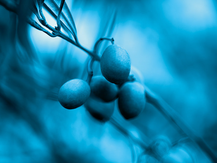 Eine Nahaufnahme mehrerer Oliven, die an einem Ast hängen und deren Blätter sichtbar sind. Das Bild hat einen blauen Farbton, der einen künstlerischen und monochromen Effekt erzeugt. Der Hintergrund ist leicht verschwommen und hebt die Oliven hervor.