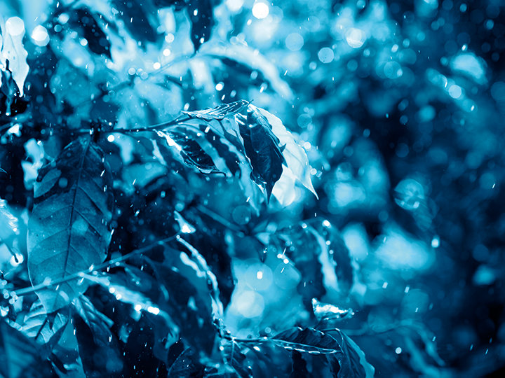 Blau getöntes Bild von Blattpflanzen mit Wassertropfen, das eine verträumte, ruhige Atmosphäre schafft. Die Blätter glitzern unter sanftem Licht und der Hintergrund ist verschwommen, wodurch die Textur und Frische des Laubes hervorgehoben wird.