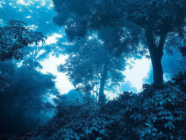 Eine neblige Waldszene mit hohen Bäumen und dichtem Laub, alles eingehüllt in bläuliches Licht. Der Nebel schafft eine mystische und ruhige Atmosphäre, wobei verschiedene Blautöne die natürlichen Texturen und Formen hervorheben.