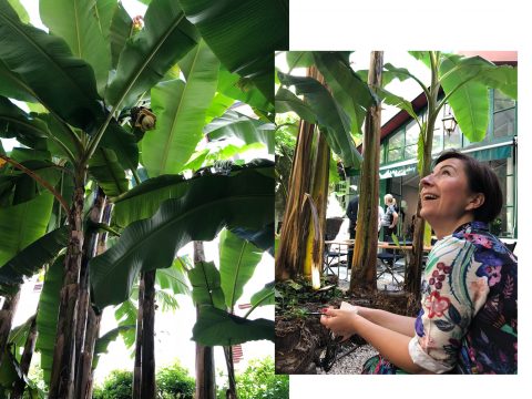 Eine Frau sitzt in einem Garten, blickt hoch und lächelt zu den großen Bananenbäumen. Sie trägt ein farbenfrohes Blumenoutfit. Der Garten ist üppig und grün, im Hintergrund ist ein Gewächshaus zu sehen.