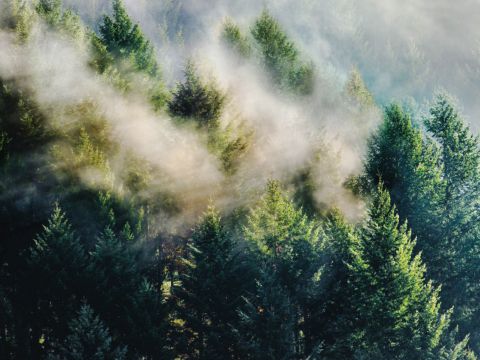 Ein üppiger Wald aus immergrünen Bäumen, teilweise im Nebel verborgen, durch den das Sonnenlicht fällt und eine heitere und mystische Atmosphäre schafft.