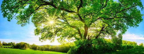 Ein großer, belaubter Baum steht auf einem sonnenbeschienenen Feld. Sonnenlicht fällt durch die grünen Blätter und erzeugt Muster aus Licht und Schatten. Der Himmel ist klar mit ein paar Wolken und im Hintergrund ist ein Waldgebiet zu sehen.