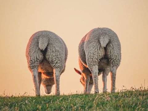 Zwei Schafe mit dicker Wolle stehen dicht beieinander und grasen auf einem offenen Feld unter einem weichen, warmen Himmel. Sie drehen dem Betrachter den Rücken zu und zeigen ihre flauschigen Schwänze.