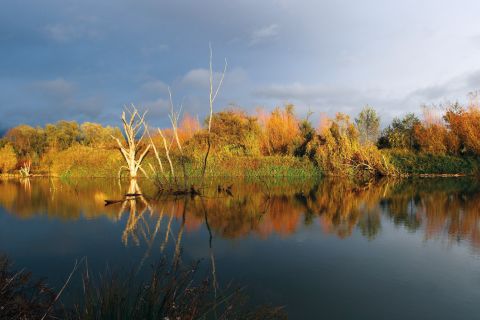 Ein ruhiger See spiegelt Bäume und Sträucher in herbstlichen Farben unter einem bewölkten Himmel. Ein paar kahle Äste ragen über das ruhige Wasser und schaffen eine friedliche, natürliche Szene.