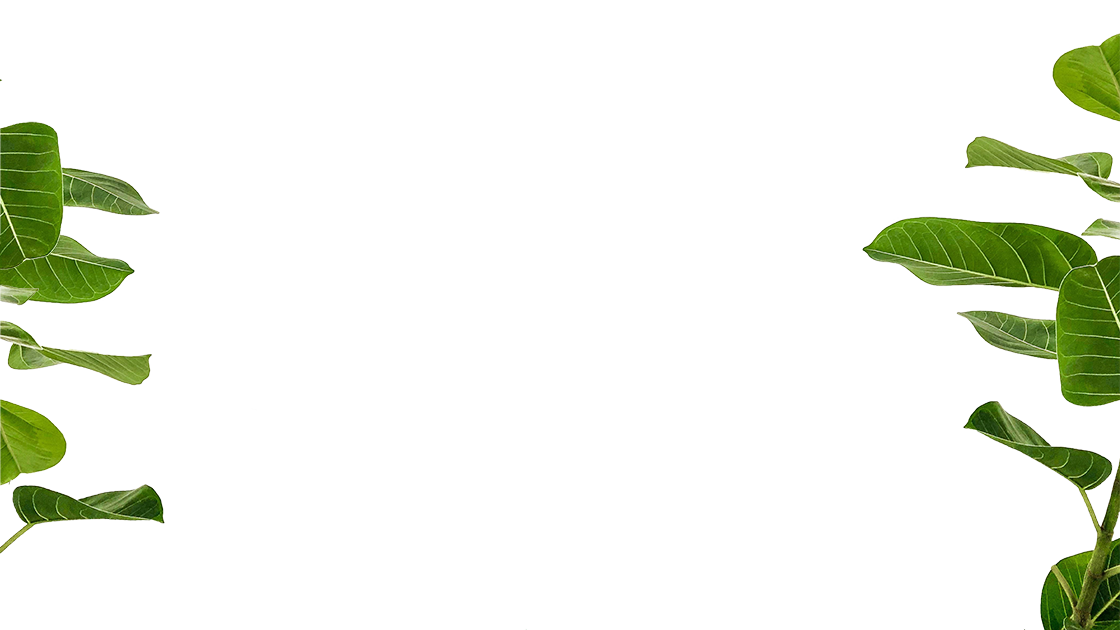 Grüne Blätter einer Pflanze sind auf der linken und rechten Seite des Bildes vor einem weißen Hintergrund teilweise sichtbar. Die Blätter wirken lebendig und haben markante Adern.