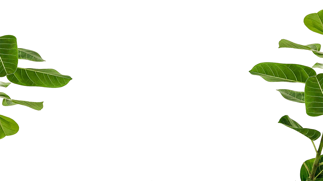 Grüne Blätter grenzen das Bild von der oberen linken und unteren rechten Ecke ab, mit einem hellgrünen vertikalen Streifen in der Mitte auf weißem Hintergrund.