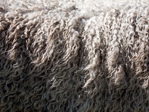 Nahaufnahme der dicken, lockigen Wolle eines Schafs. Die Wolle variiert in Creme-, Grau- und Brauntönen und verleiht ihr ein strukturiertes und flauschiges Aussehen. Die natürlichen Locken und die Weichheit sind sichtbar und heben die reichen Details des Vlieses hervor.