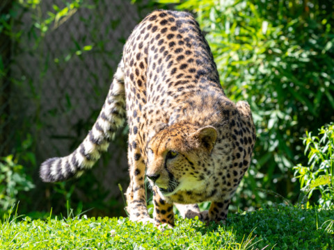Ein Gepard kauert tief im üppigen grünen Gras, umgeben von Laub. Das Sonnenlicht hebt sein geflecktes Fell hervor, als würde er seinen Blick auf etwas in der Ferne richten.