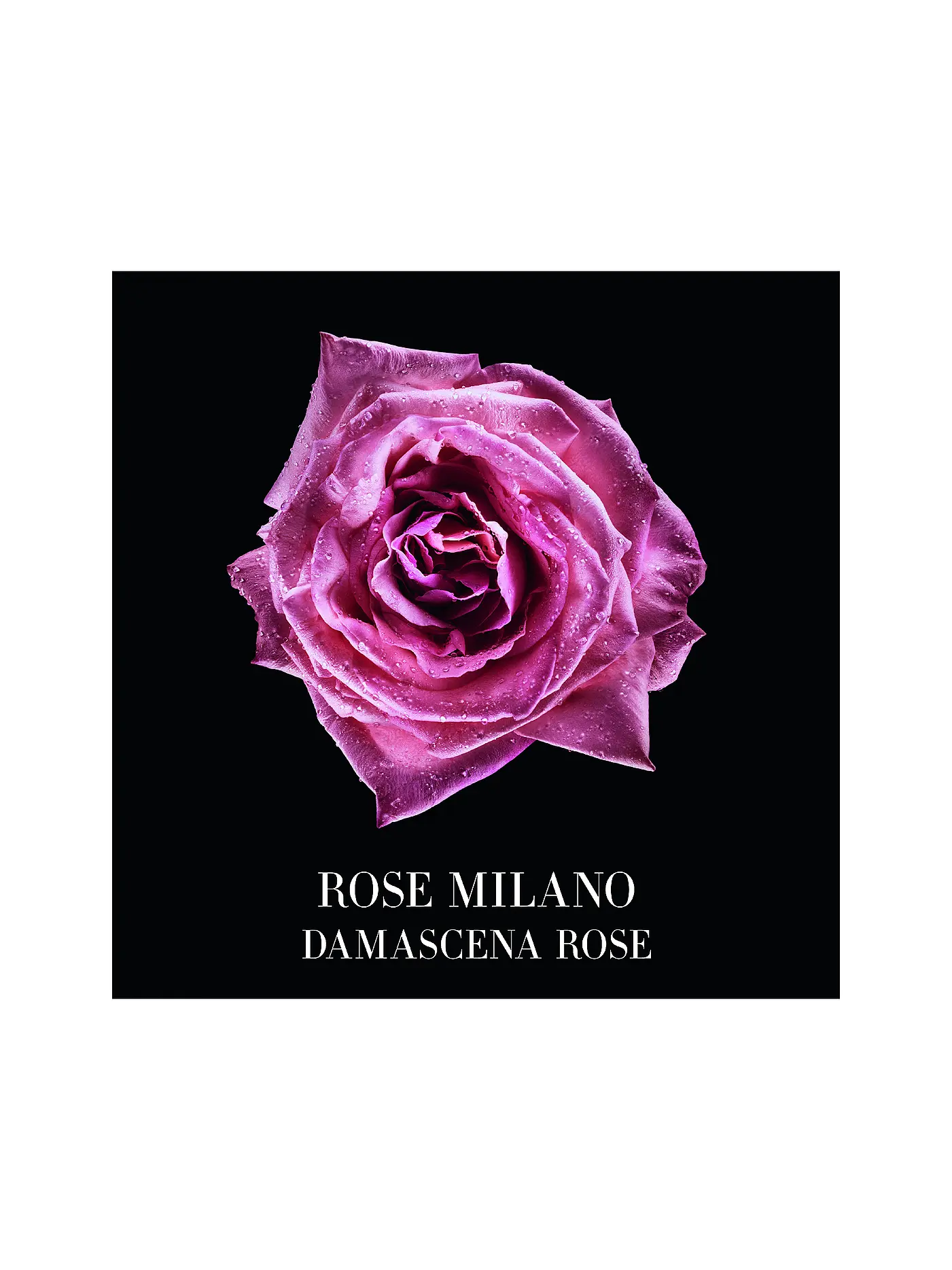 ARMANI/PRIVÉ | Rose Milano Eau de Toilette 100ml | keine Farbe