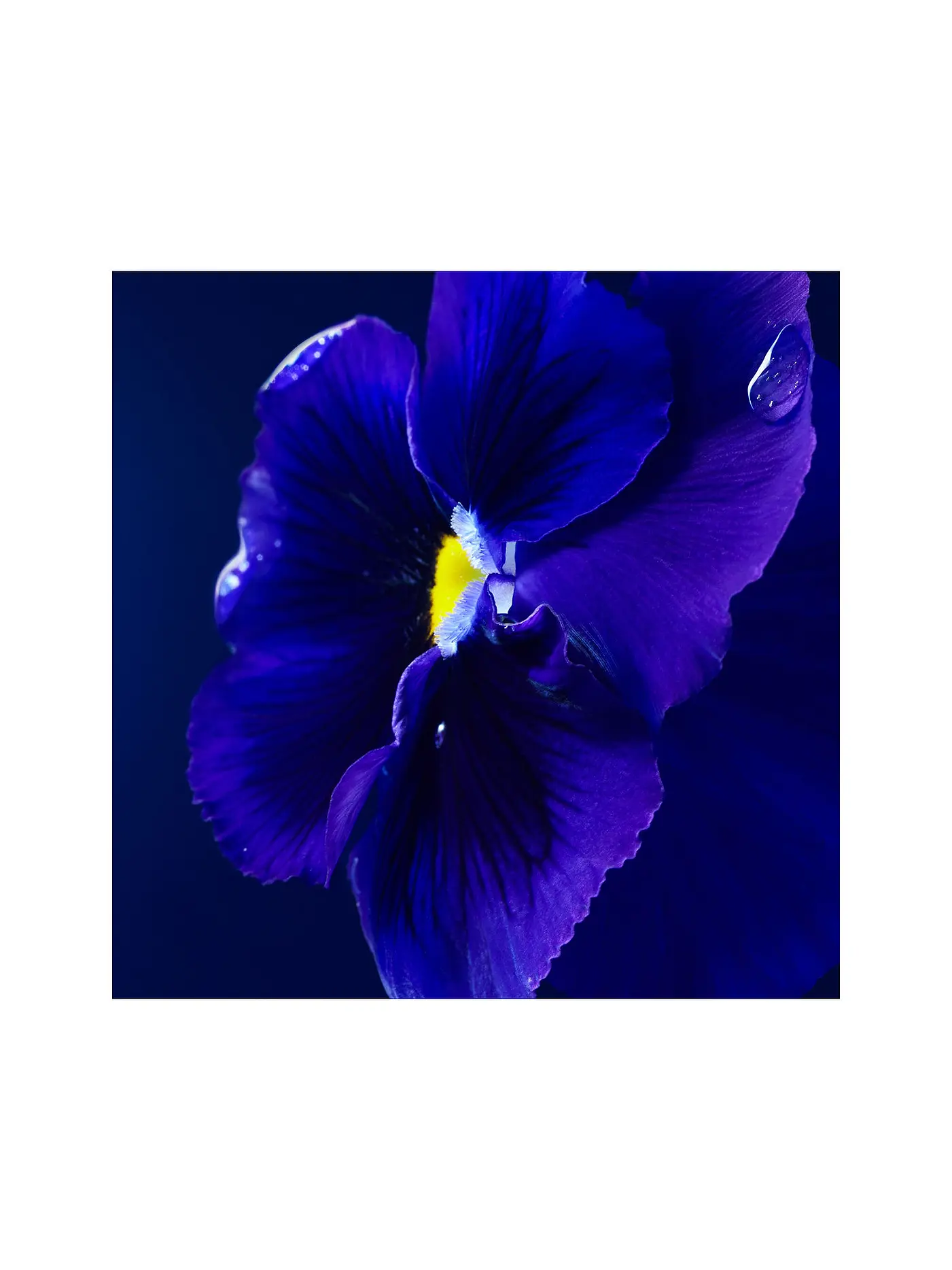 BOSS | Triumph Elixir 50ml | keine Farbe