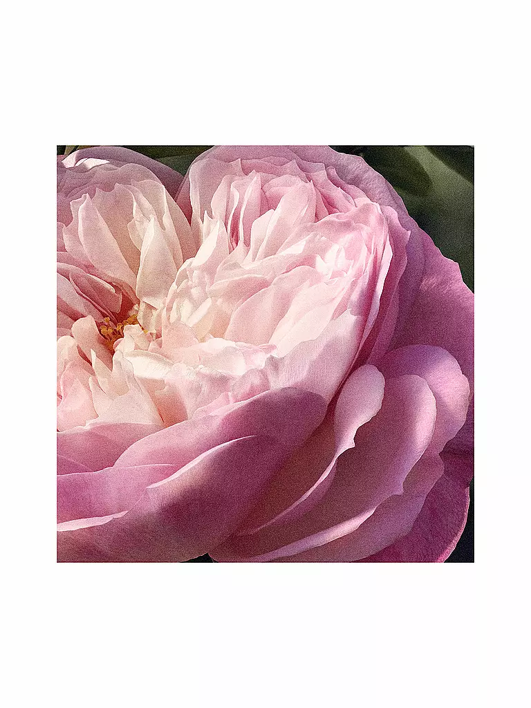 CHLOE | Rose Naturelle Eau de Parfum Refillable 100ml | keine Farbe