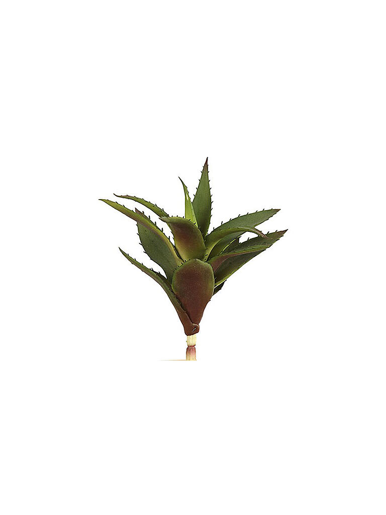 COUNTRYFIELD | Pflanze Tilandsia 24cm | grün