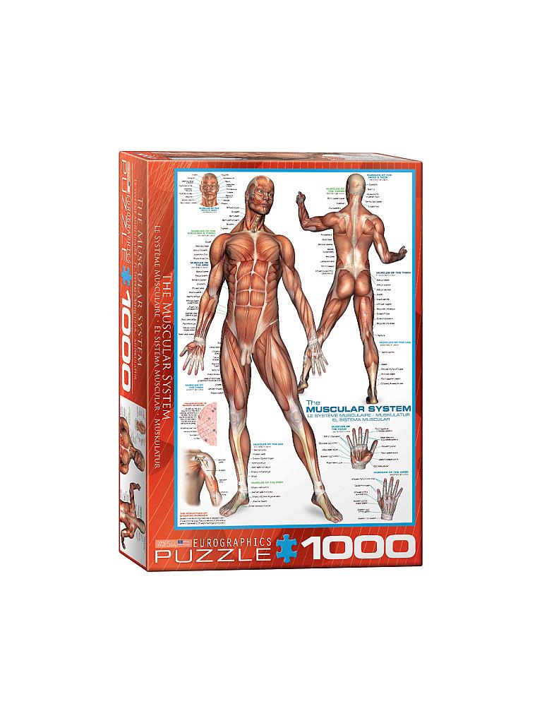 EUROGRAPHICS | Puzzle - The Muscular System (1000 Teile) | bunt