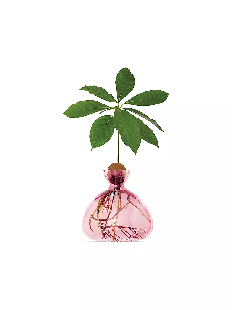 ILEX STUDIOS | Avocado Vase Colored | rosa
