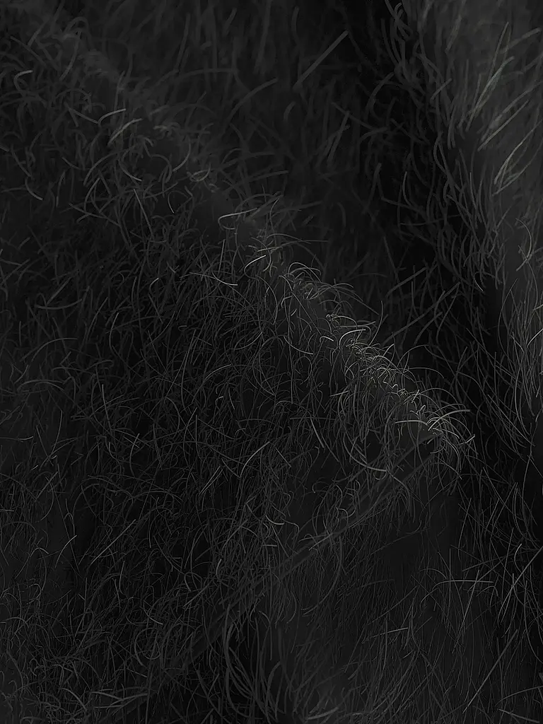 JOOP | Blusenshirt  | Schwarz