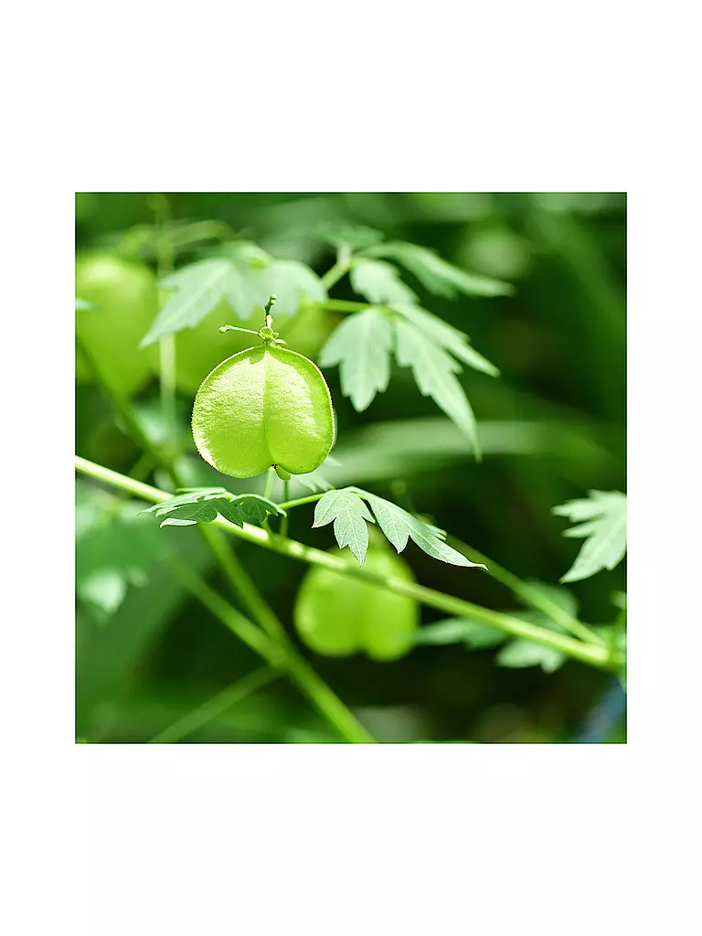 RAUSCH | Sensitive-Kopfhaut-Serum mit Herzsamen 100ml | keine Farbe