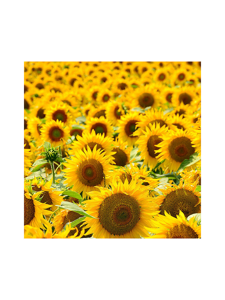 RAUSCH STYLING MOUSSE Flexible NonAerosol 150ml keine Farbe