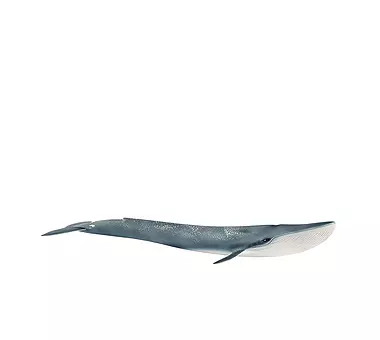 SCHLEICH Blauwal 14806
