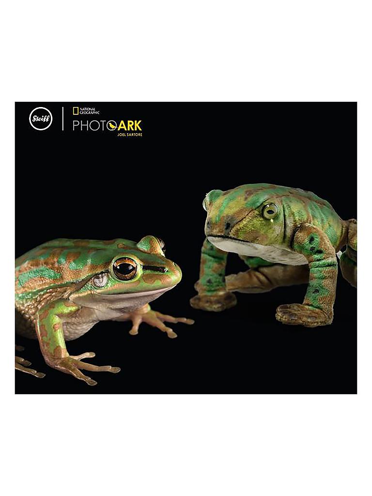 STEIFF | National Geographic Froggy Frosch 12cm | keine Farbe