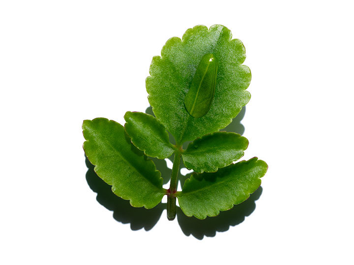leaf-of-life-1 leaf-of-life-1