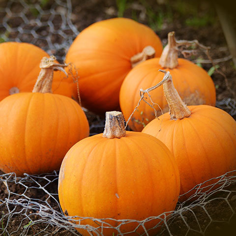 Leckere Rezepte zum Selberkochen | Kastner & Öhler HOME