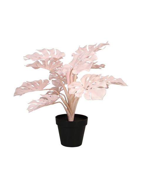Pflanze Monstera, &K AMSTERDAM, 7320530, EUR 27,5, cKOE