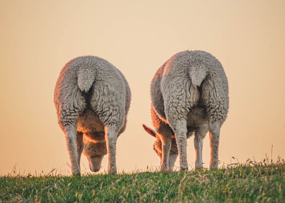 Wollpflege Wollpflege